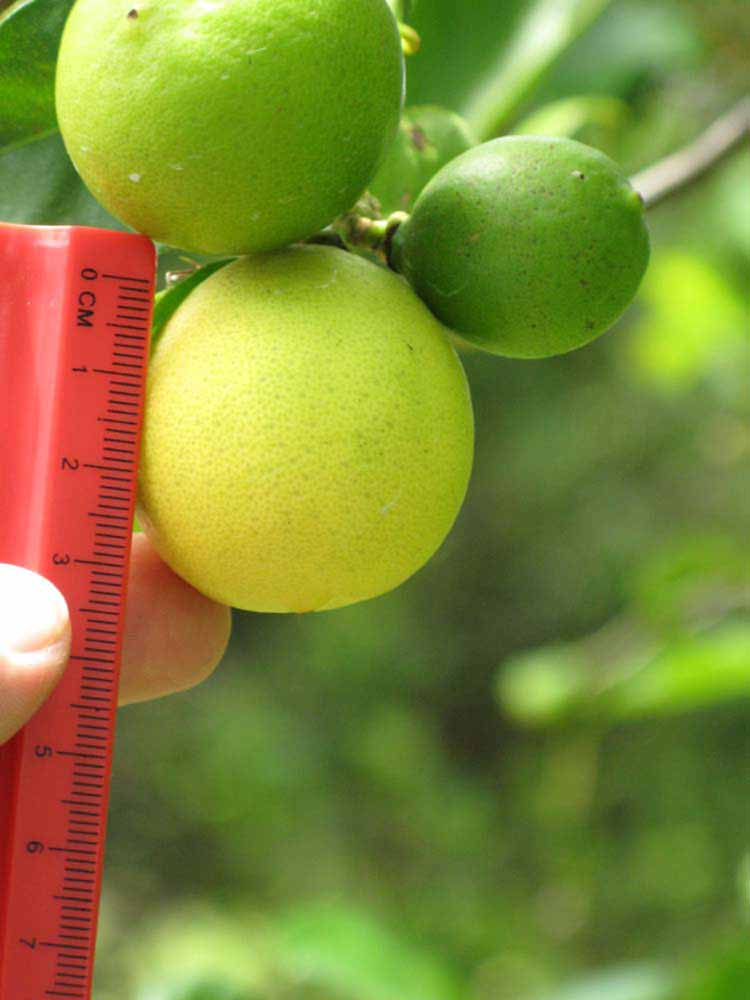            Fruit (Key, Winter Haven, FL)   